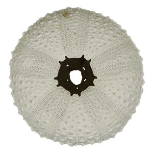 Test d'oursin blanc lividus