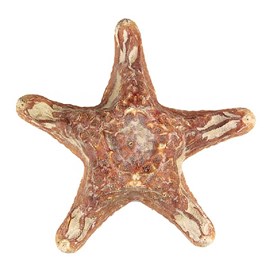 Etoile de mer choriaster - 18 à 21 cm