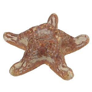 Etoile de mer choriaster - 18 à 21 cm