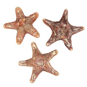 Etoile de mer choriaster - 18 à 21 cm