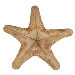 Etoile de mer choriaster - 18 à 21 cm