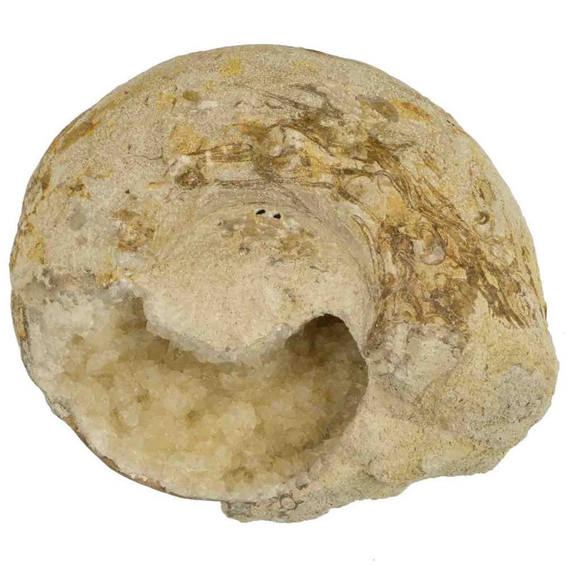 Naturosphère - Ammonite fossile calcifiée ouverte