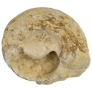 Ammonite fossile calcifiée ouverte