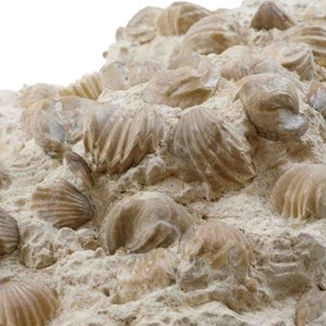 Gros bloc rhynchonelles fossiles