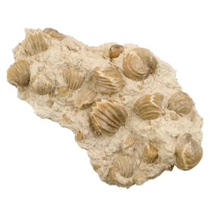 Bloc rhynchonelles fossiles
