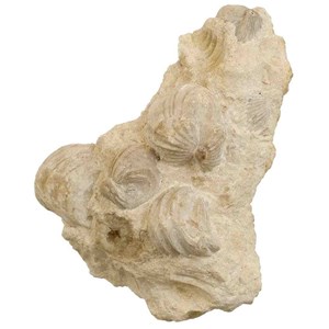 Rhynchonelles fossiles gangue