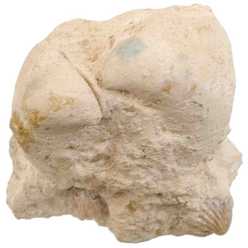 Naturosphère - Bivalves rhynchonelles fossiles gangue