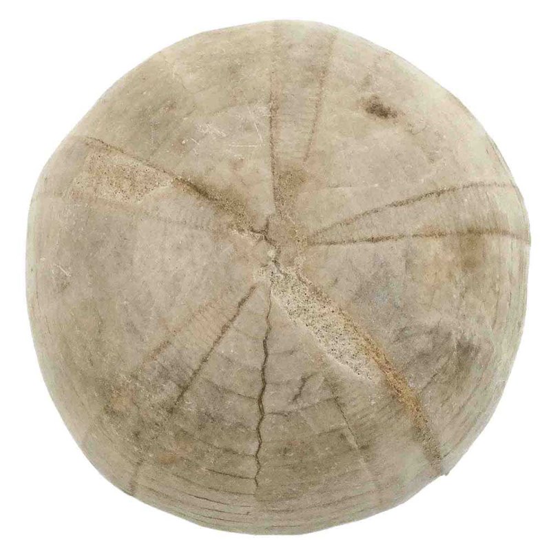 Naturosphère - Oursin fossile camerogalerus cylindricus