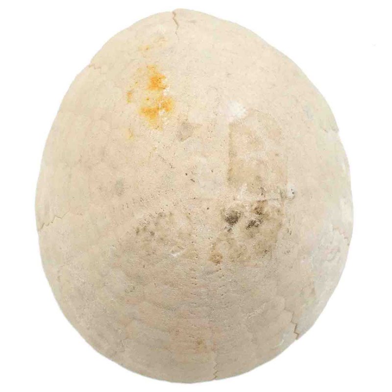 Naturosphère - Oursin fossile - 97 grammes