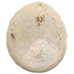 Oursin fossile - 97 grammes
