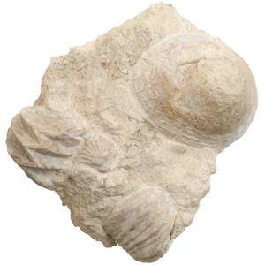 Rhynchonelles patelle fossiles gangue