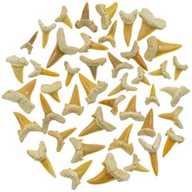 Lot dents requin fossilisées