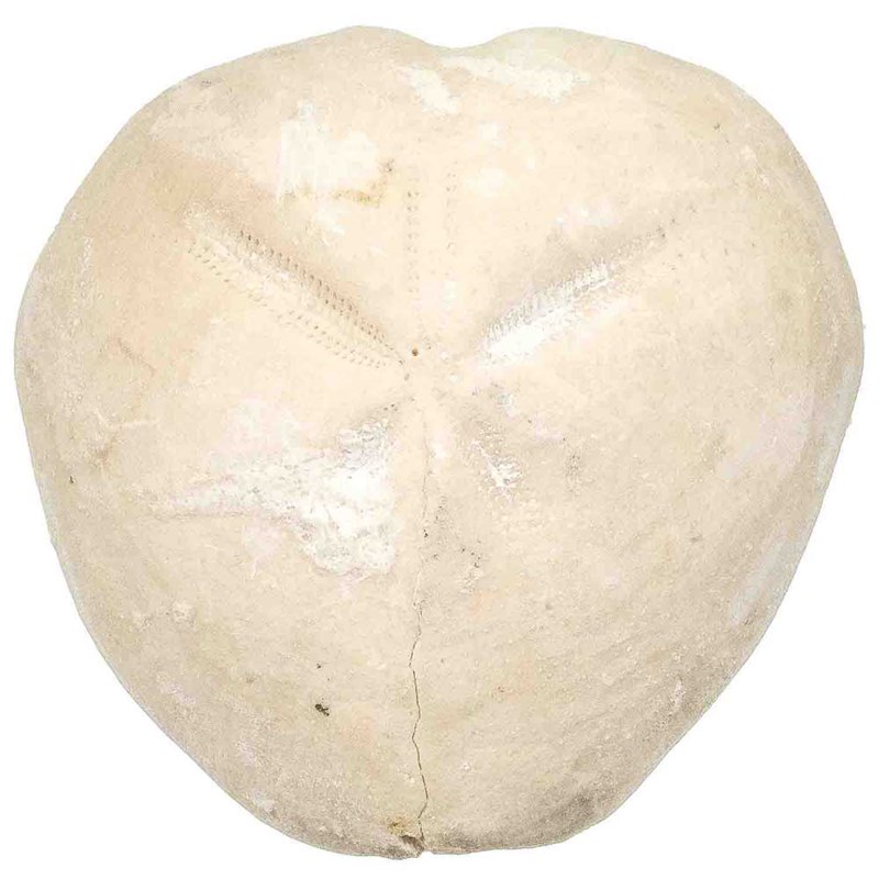 Naturosphère - Oursin micraster fossile - 90 grammes