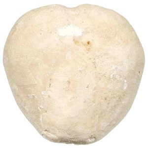 Oursin micraster fossile - 90 grammes