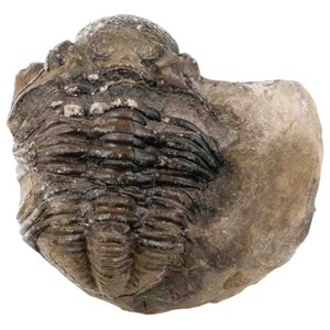 Gros trilobite phacops fossile gangue
