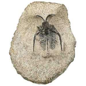 Fossile trilobite otarion gangue