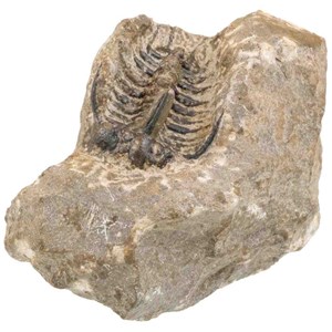 Fossile trilobite koneprusia