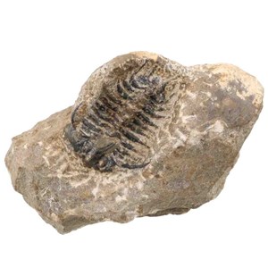 Fossile trilobite koneprusia