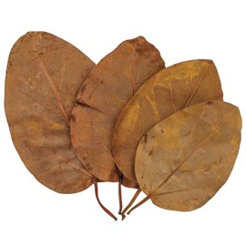 Feuilles bat leave ocre - lot de 10