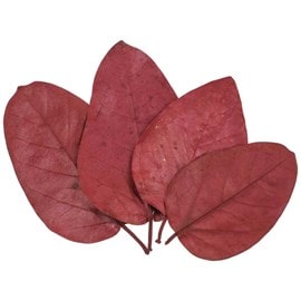 Feuilles bat leave rouge - lot de 10