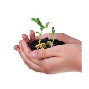 Botanique et hydroponie