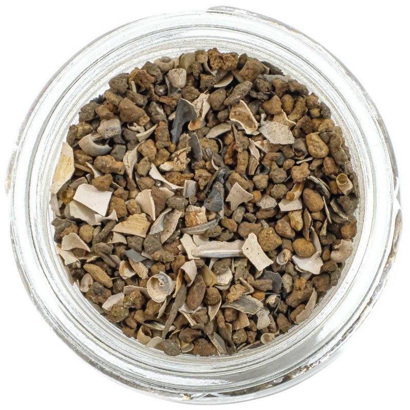 Naturosphère - Microfossiles lit forestier cromer