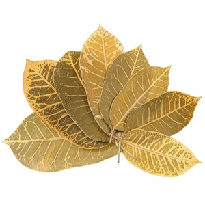Feuilles leaf stripes