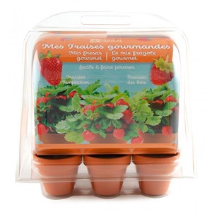 Mini-serre de jardinage : fraisiers à s