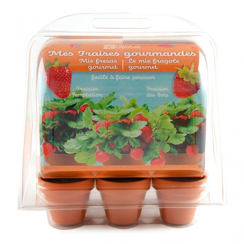 Mini-serre pour fraisiers - plastique r