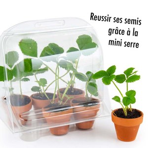 Mini-serre 6 pots fraisier