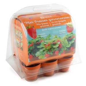 Mini-serre 6 pots fraisier
