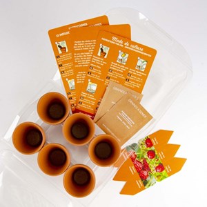 Mini-serre 6 pots fraisier