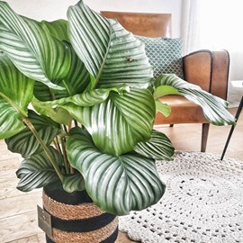 Anna calathea orbifolia et son cache pot