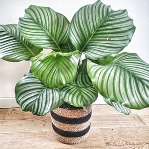 Anna calathea orbifolia et son cache pot