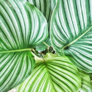 Anna calathea orbifolia et son cache pot