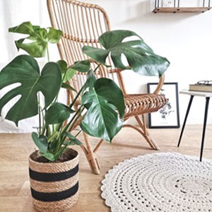 Monstera + cache-pot, plante d'intérieur