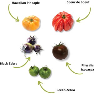 Kit tomates colorées bio