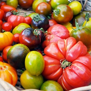 Kit tomates colorées bio