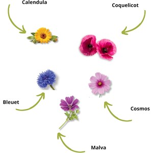 Kit culture fleurs comestibles bio