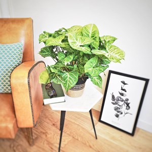 Plante verte dépolluante syngonium