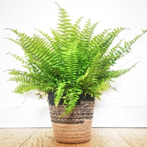 Fougère sans cache-pot
