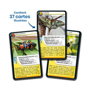 Défis nature : les insectes