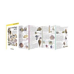 Miniguide 128 - coquillages marins