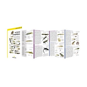 Miniguide 120 - les larves d'amphibiens
