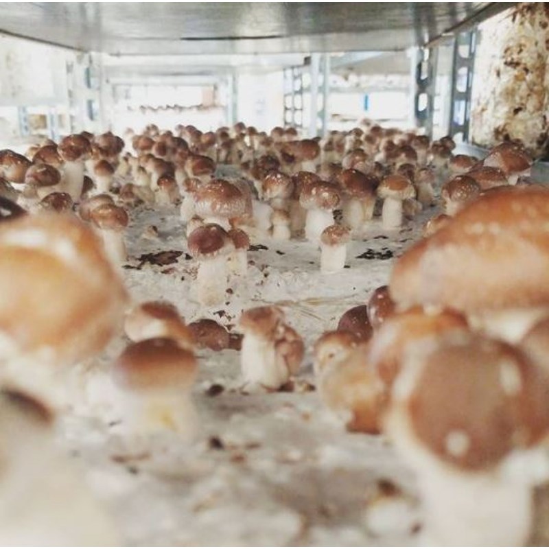 Atelier - culture champignon - Nantes