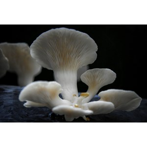 Atelier - culture champignon - Nantes