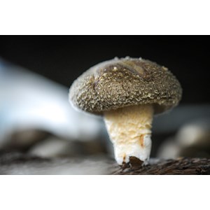 Atelier - culture champignon - Nantes