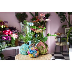 Atelier - kokedama - paris