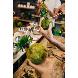 Atelier - kokedama - bordeaux