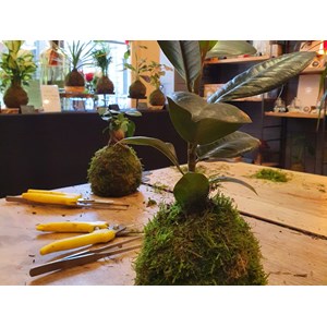 Atelier - kokedama - bordeaux